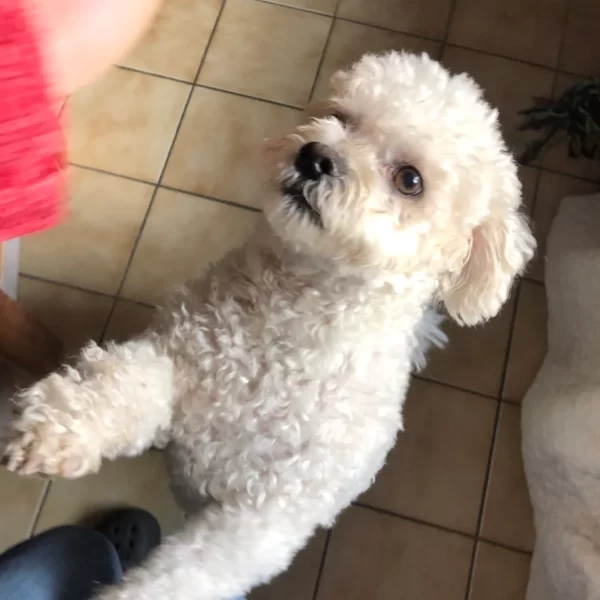 chien bichon qui mendie pour avoir un morceau de fromage en pension à l'échappée Bêtes