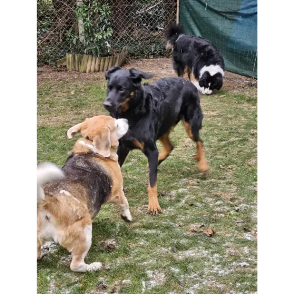 un beauceron et un beagle vont jouer ensemble au jardin à la pension