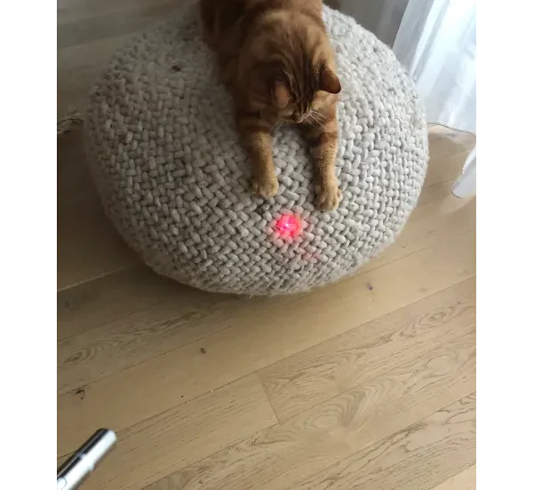 chat roux qui joue avec un laser avec catsitter pendant visite à domicile